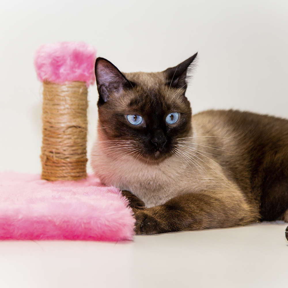 Brinquedo Arranhador Luppet Conforto Quadrado Rosa