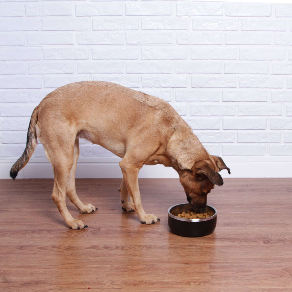 Bowl Future Pet para Cães e Gatos