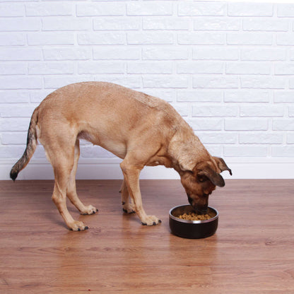 Bowl Future Pet para Cães e Gatos