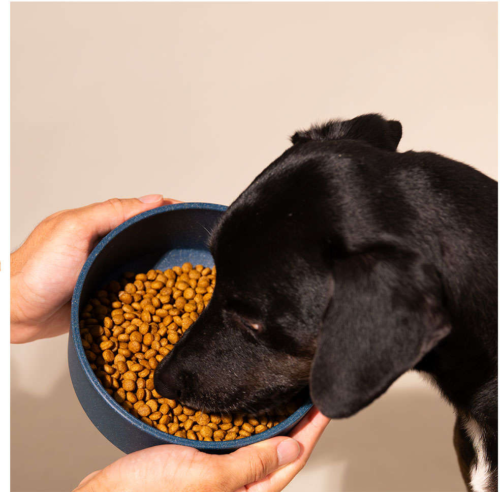 Comedouro Meau de Bambu Navy para Cães