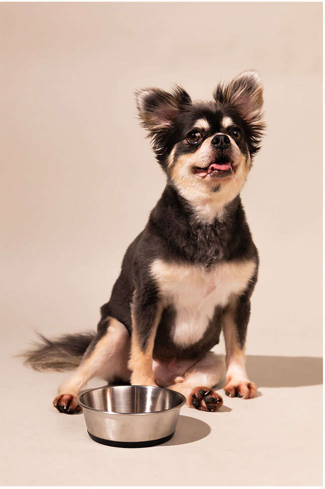 Comedouro Meau Inox Antiderrapante Preto