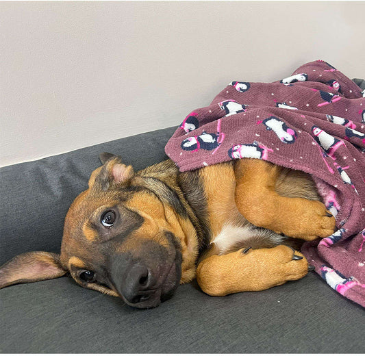 Cobertor Fábrica Pet Ultra Soft Pinguim