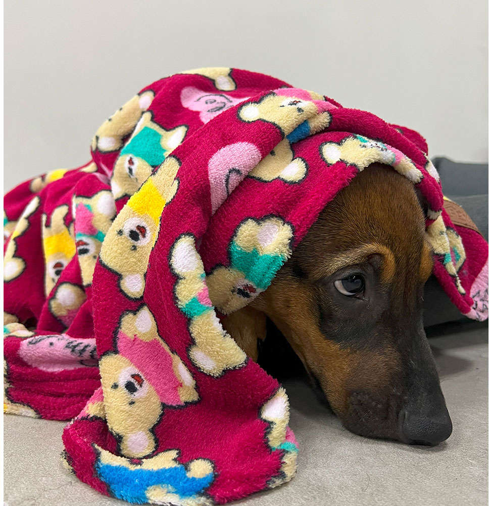 Cobertor Fábrica Pet Ultra Soft Ursinhos Carinhosos