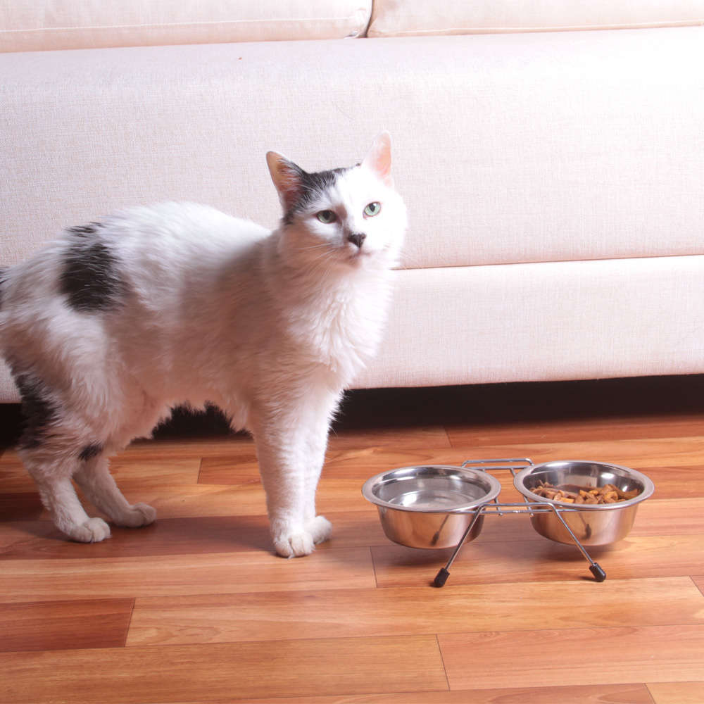 Comedouro e Bebedouro Meau Duplo Inox para Cães e Gatos