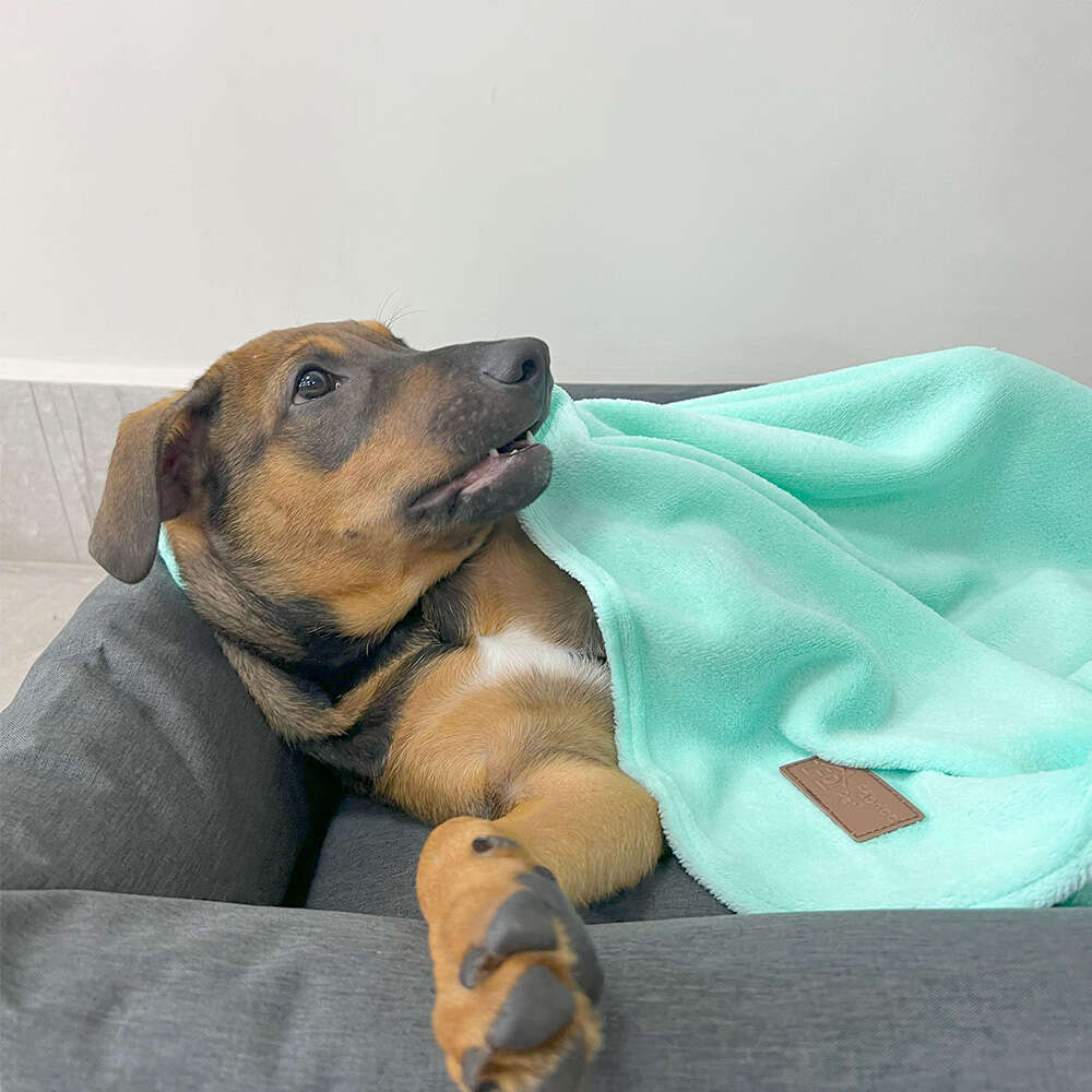 Cobertor Fábrica Pet Ultra Soft Liso Verde Água