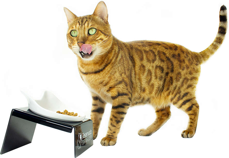 Comedouro CatMyPet Snack Cat Preto