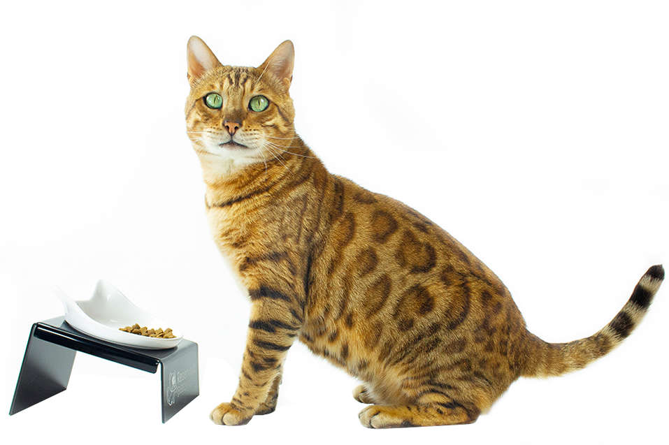 Comedouro CatMyPet Snack Cat Preto