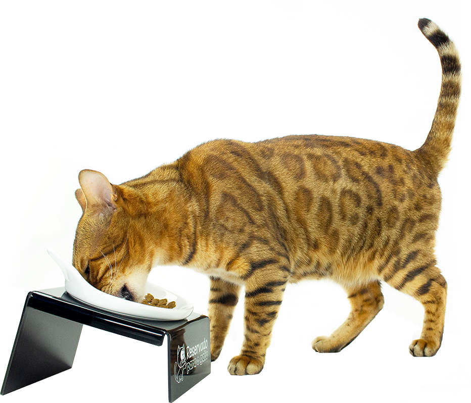 Comedouro CatMyPet Snack Cat Preto