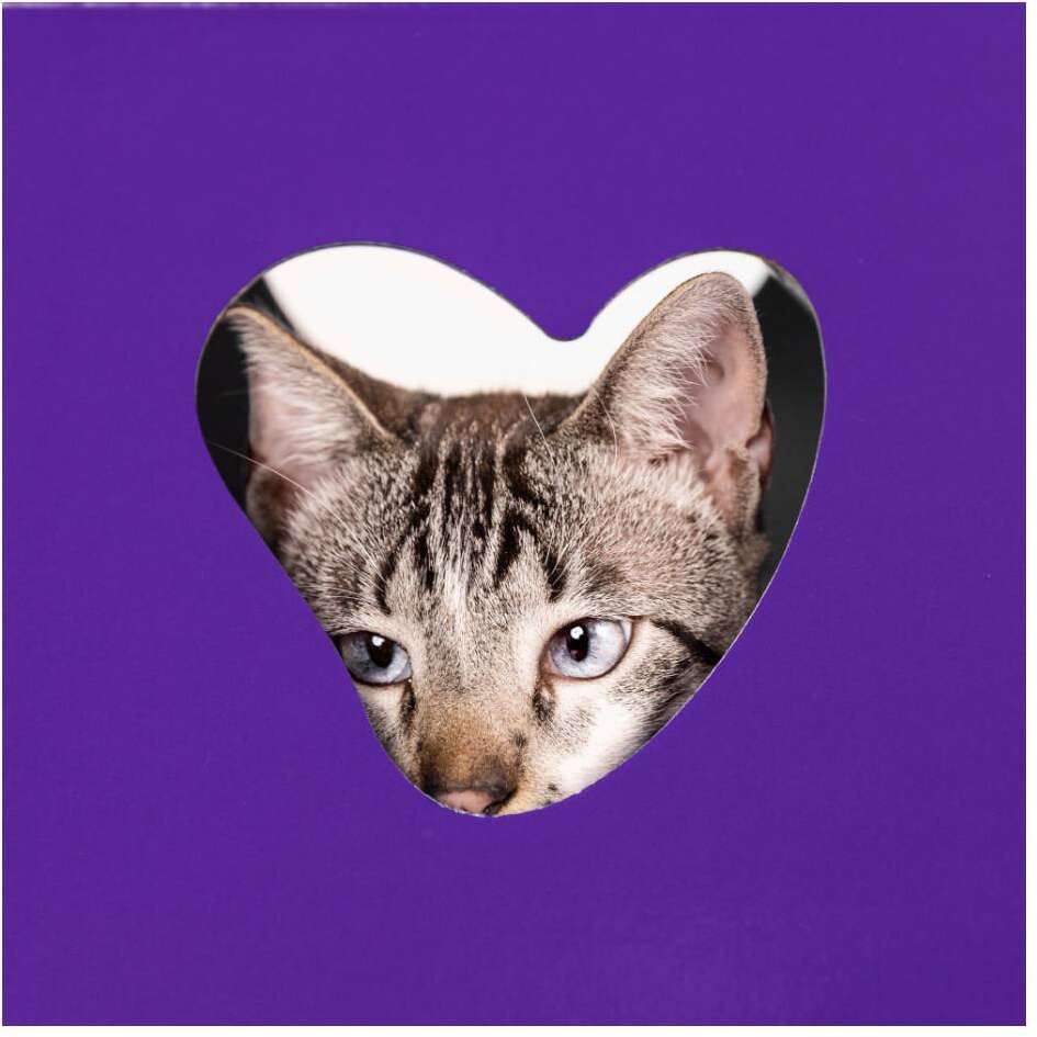 Casinha Arranhador Petlove para Gatos